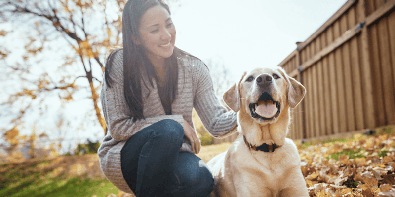 Dog Chews Everything - Bully Sticks Central