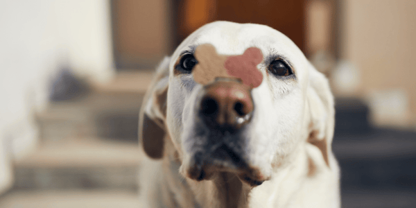 Dog Cookie Treats - Bully Sticks Central