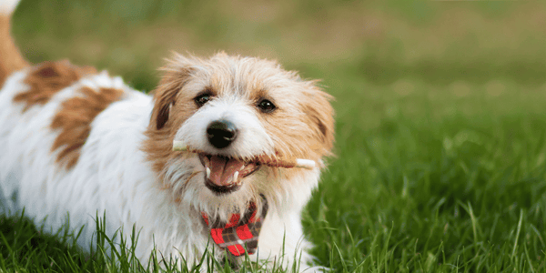 Dog Dental Treats - Bully Sticks Central