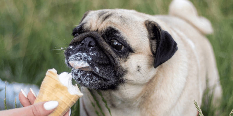 Dog Ice Cream Treats - Bully Sticks Central