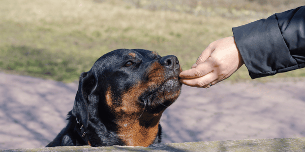 Dog Jerky Treats - Bully Sticks Central