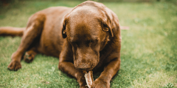 Dog Knuckle Bones - Bully Sticks Central