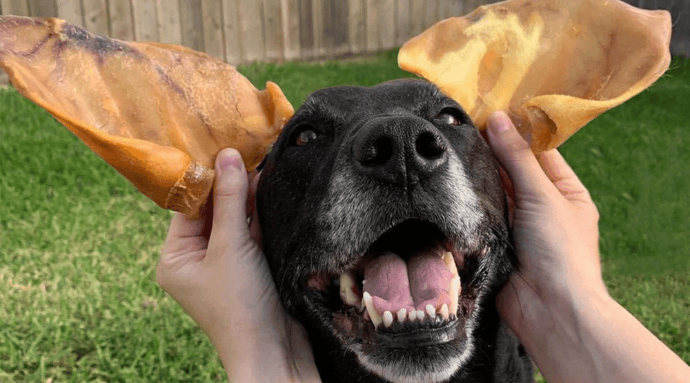 Dog Pigs Ears Are Pig Ears Good For Dogs A Comprehensive Guide