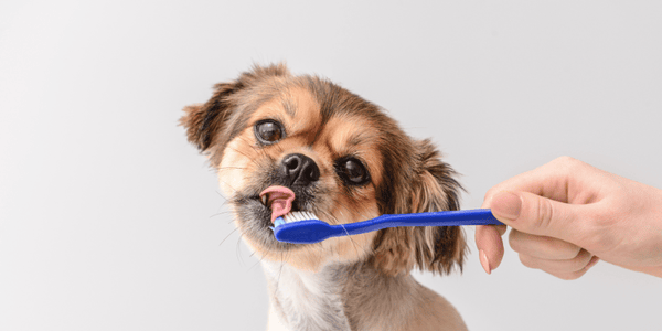 Dog Teeth Cleaning Treat - Bully Sticks Central