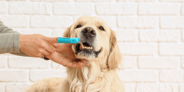 Dog Teeth Treats - Bully Sticks Central