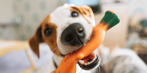 Dog Toys with Treats - Bully Sticks Central