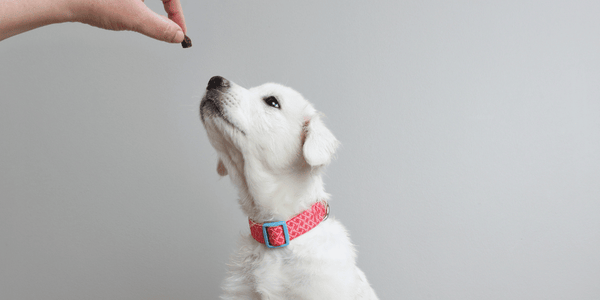 Dog Trainer Treats - Bully Sticks Central