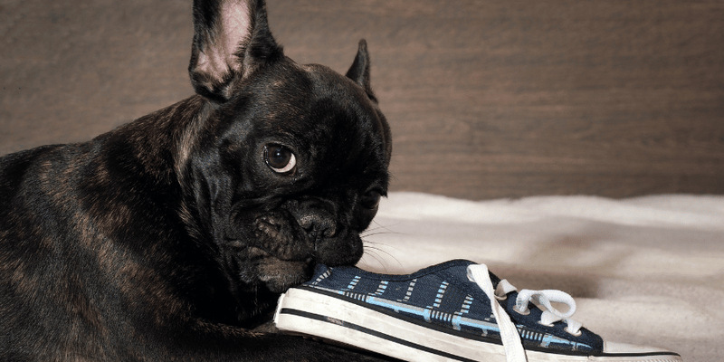 Dog Training Chewing - Bully Sticks Central