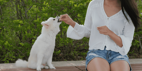 Dog Training Treats - Bully Sticks Central