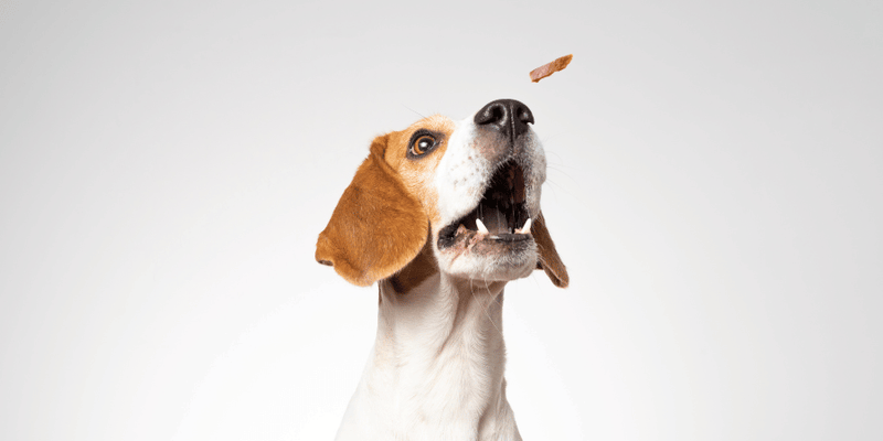 Dog Treat - Bully Sticks Central