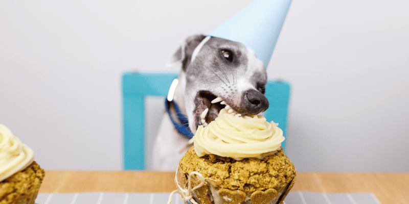 Dog Treat Cake - Bully Sticks Central