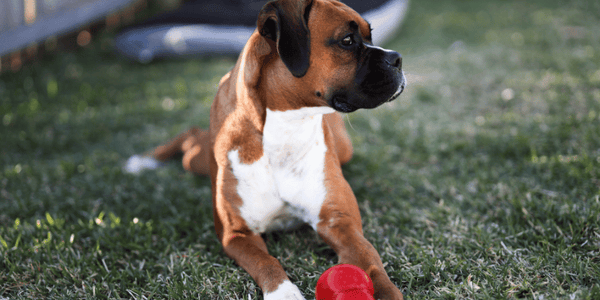 Dog Treat Dispenser - Bully Sticks Central