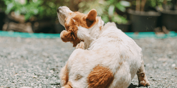 Dog Treat For Anal Glands - Bully Sticks Central