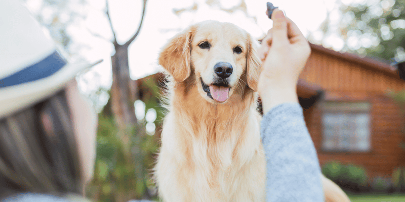 Dog Treats for Bladder Stones - Bully Sticks Central