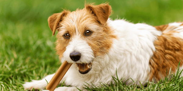 Dog Treats For Dogs With No Teeth - Bully Sticks Central