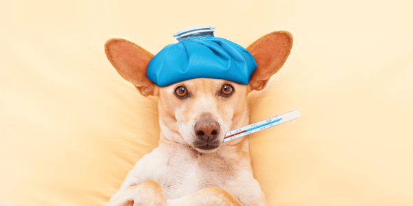 Dog Treats for Kidney Disease - Bully Sticks Central