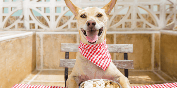 Dog Treats Made with Baby Food - Bully Sticks Central