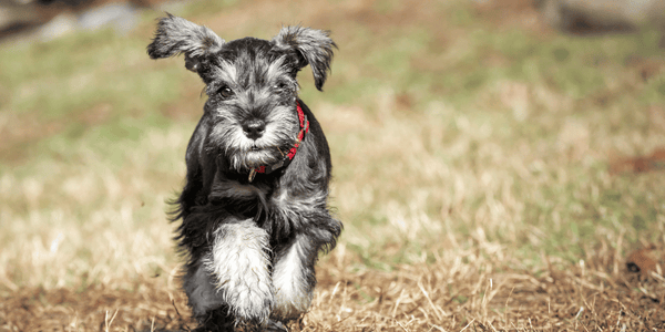 Dog Treats To Make At Home - Bully Sticks Central