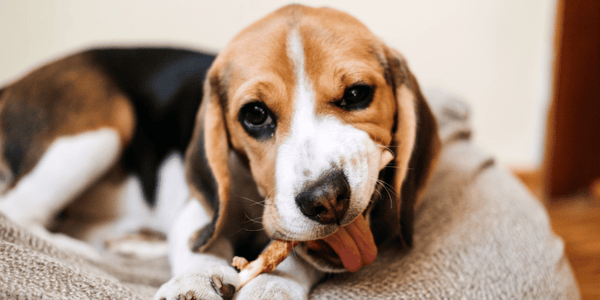 Dog Treats With Fiber - Bully Sticks Central