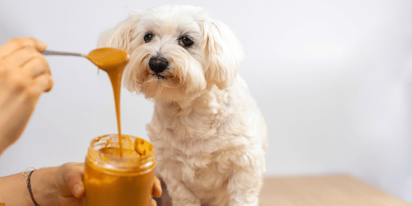 Dog Treats With Peanut Butter - Bully Sticks Central