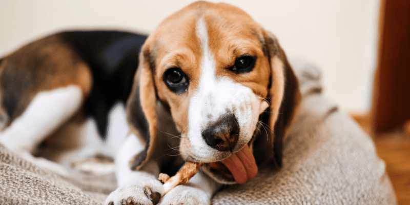 Dog Treats Without Chicken