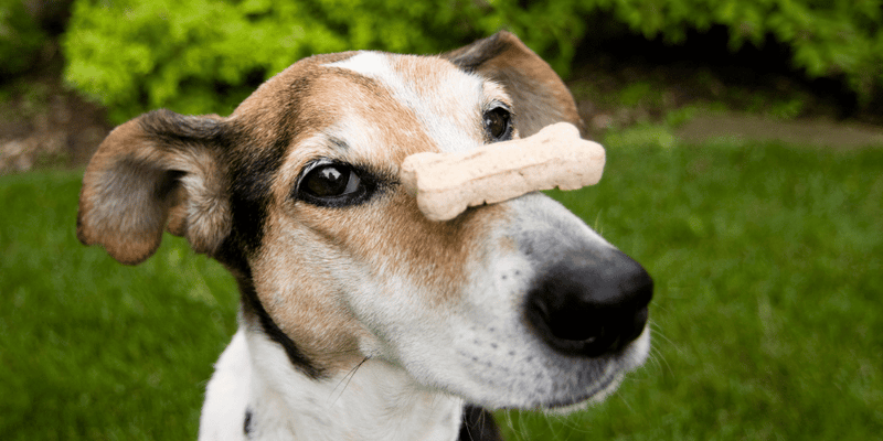 Dog Treats Without Salt - Bully Sticks Central