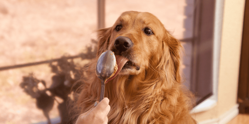 dog treat recipes without peanut butter