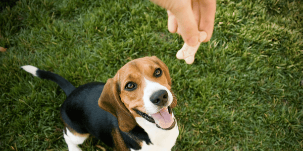 Doggie Treats Recipes Homemade - Bully Sticks Central