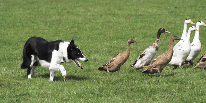 Duck Treats for Dogs - Bully Sticks Central