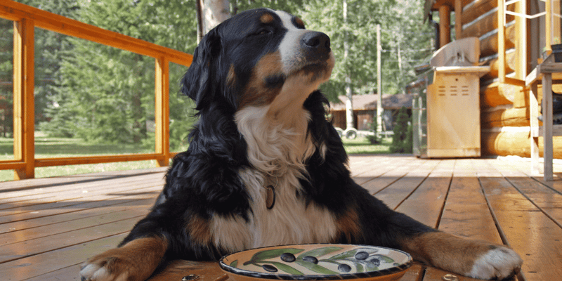 Easy Dog Treat - Bully Sticks Central