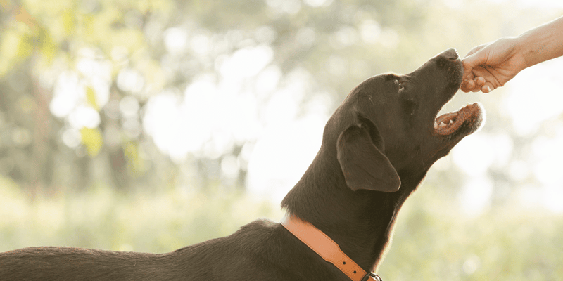 Easy Dog Treat Recipe - Bully Sticks Central