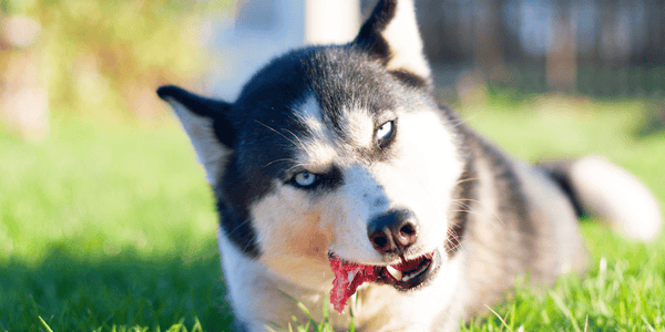 Elk Bone For Dogs - Bully Sticks Central