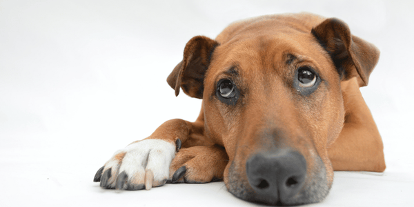 Essential Oils To Treat Dog Pain - Bully Sticks Central