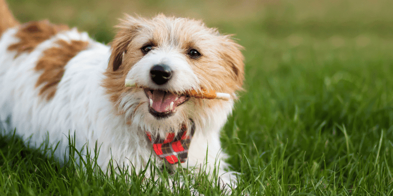 Ethically Sourced Natural Dog Chews