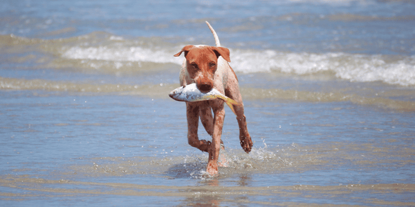Fish Dog Treats - Bully Sticks Central