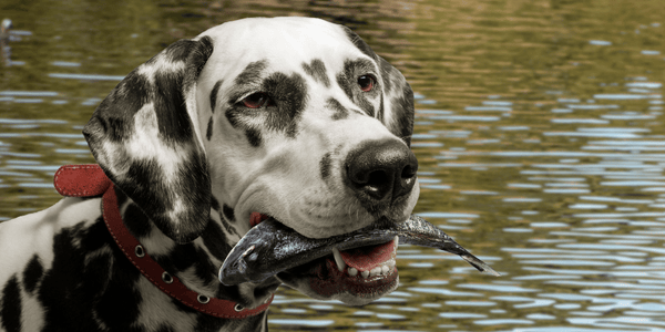 Fish Shaped Dog Treats - Bully Sticks Central