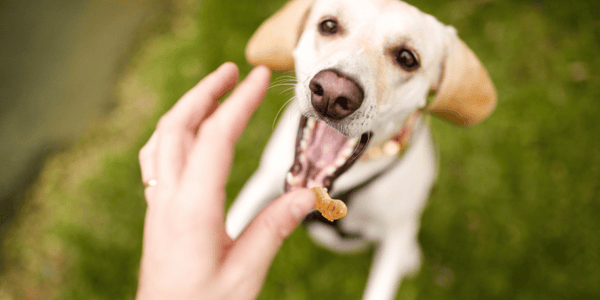 Freeze Dried Dog Treats - Bully Sticks Central