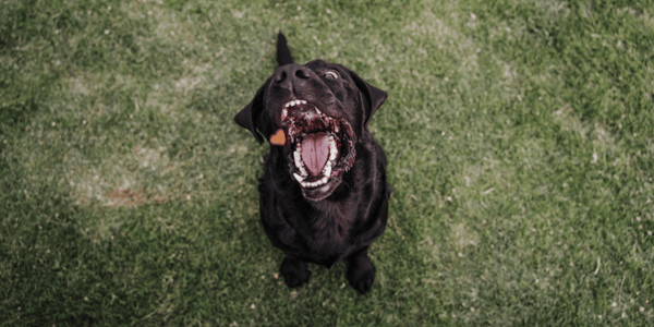 Freeze Dried Liver Treats - Bully Sticks Central