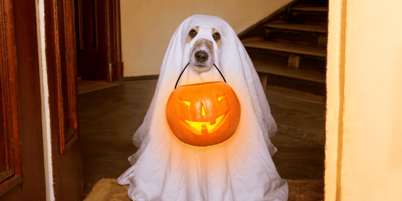 Fresh Pumpkin Dog Treats - Bully Sticks Central