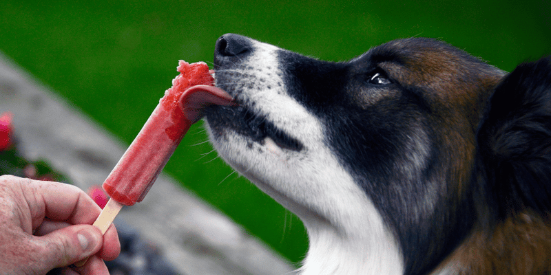 Frozen Dog Treats Recipe - Bully Sticks Central