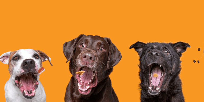 Frozen Dog Treats With Chicken Broth - Bully Sticks Central