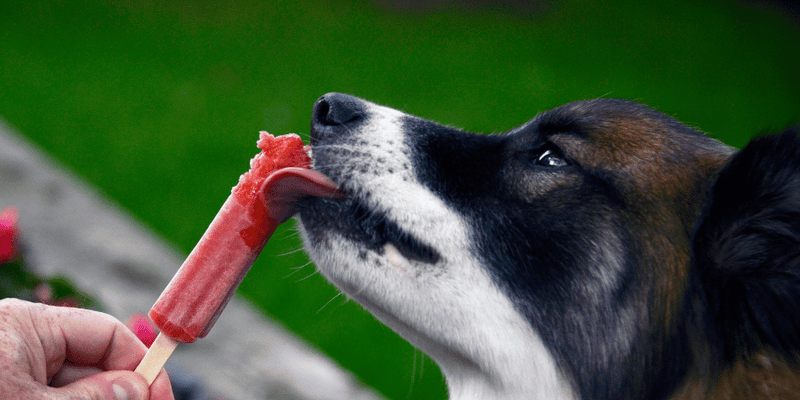 Frozen Dog Treats With Pumpkin - Bully Sticks Central