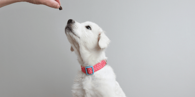 Ginger Dog Treats For Motion Sickness - Bully Sticks Central