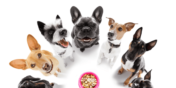 Ginger Treats For Dogs - Bully Sticks Central