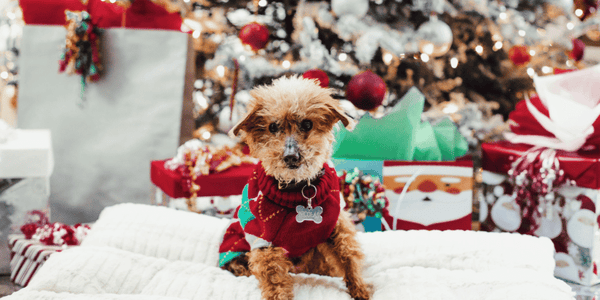 Gingerbread Dog Treats - Bully Sticks Central