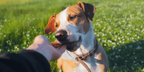 Gluten Free Dog Treats - Bully Sticks Central