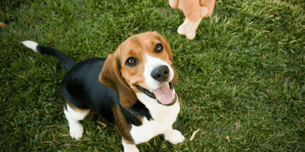 Gluten Free Dog Treats Recipe - Bully Sticks Central