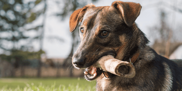 Good Bones For Dogs - Bully Sticks Central