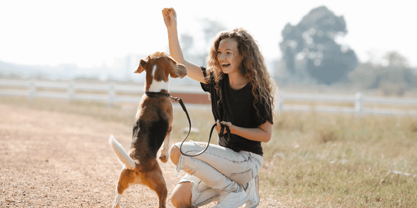 Good Treats For Training Dogs - Bully Sticks Central