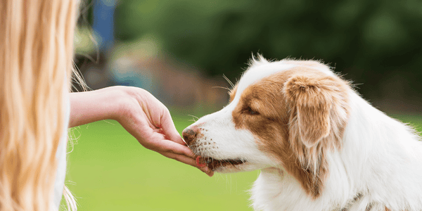 Grain Free Dog Treat Recipes - Bully Sticks Central